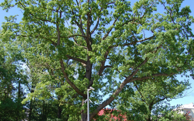 DĄB BIAŁY - Quercus alba - odmiana łyżkowata 'Elongata' - nr 332