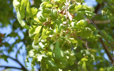 DĄB BIAŁY - Quercus alba - odmiana łyżkowata 'Elongata' - nr 332