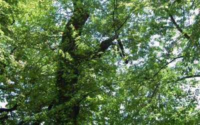 DĄB BŁOTNY - Quercus palustris - nr 333