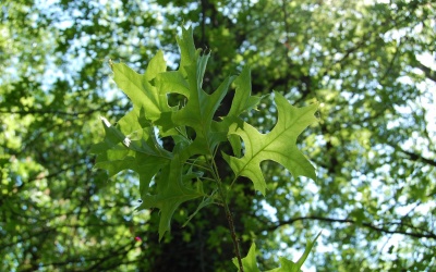 DĄB BŁOTNY - Quercus palustris - nr 333