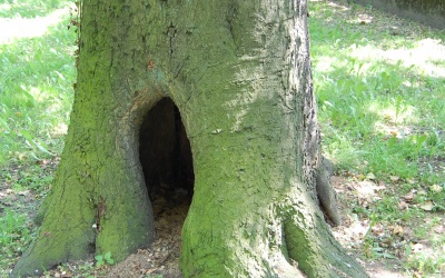 DĄB BŁOTNY - Quercus palustris - nr 333