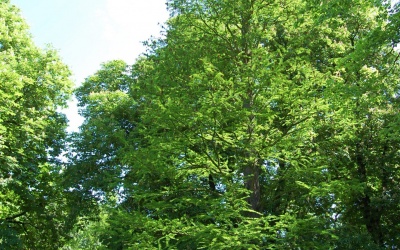 CYPRYŚNIK BŁOTNY  - Taxodium distichum - nr 334