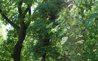 BLUSZCZ POSPOLITY - Hedera helix - nr 336