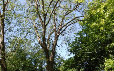 PLATAN KLONOLISTNY - Platanus x acerifolia - nr 340