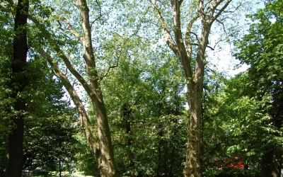 PLATAN KLONOLISTNY - Platanus x acerifolia - nr 340