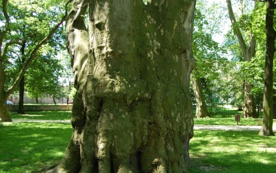 PLATAN KLONOLISTNY - Platanus x acerifolia - nr 337