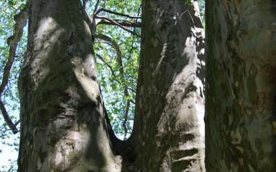 PLATAN KLONOLISTNY - Platanus x acerifolia - nr 337