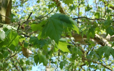 PLATAN KLONOLISTNY - Platanus x acerifolia - nr 342