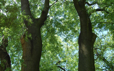 JESION WYNIOSŁY - Fraxinus excelsior - nr 349