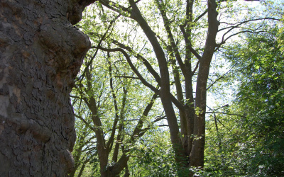 Osiem okazów - PLATAN KLONOLISTNY - Platanus x acerifolia - nr 3