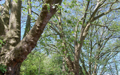 Osiem okazów - PLATAN KLONOLISTNY - Platanus x acerifolia - nr 3