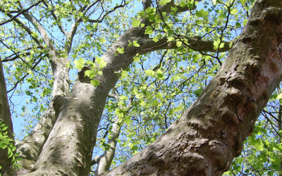 Osiem okazów - PLATAN KLONOLISTNY - Platanus x acerifolia - nr 3