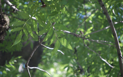 JESION WYNIOSŁY - Fraxinus excelsior - nr 347