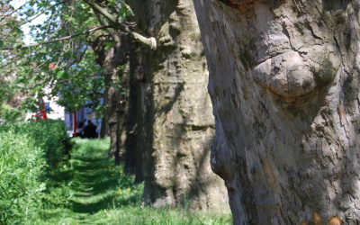 Siedem okazów - PLATAN KLONOLISTNY - Platanus x acerifolia - nr 