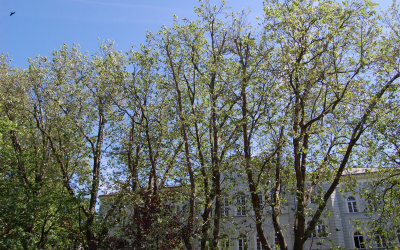 Siedem okazów - PLATAN KLONOLISTNY - Platanus x acerifolia - nr 