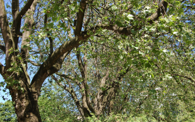 Siedem okazów - PLATAN KLONOLISTNY - Platanus x acerifolia - nr 